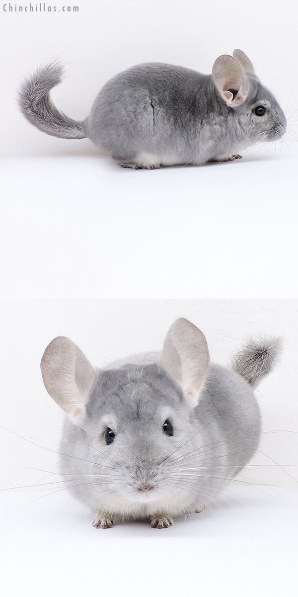 19057 Show Quality Blue Diamond Female Chinchilla