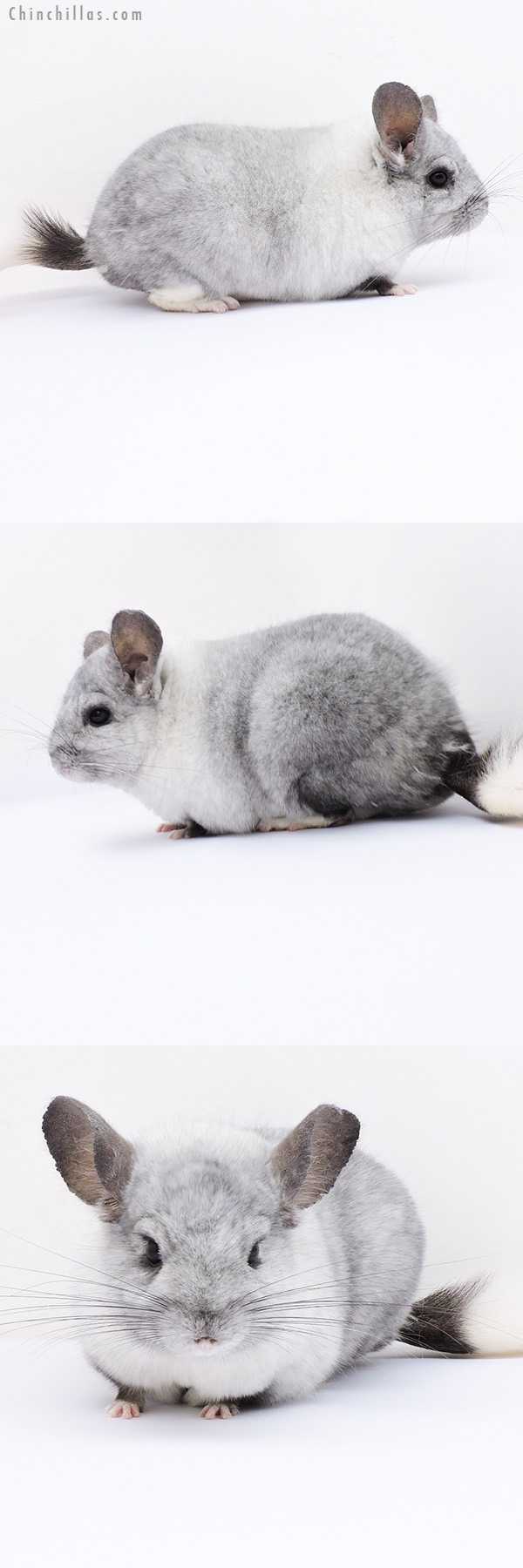 19059 Blocky Ebony & White Mosaic ( Locken Carrier ) Female Chinchilla