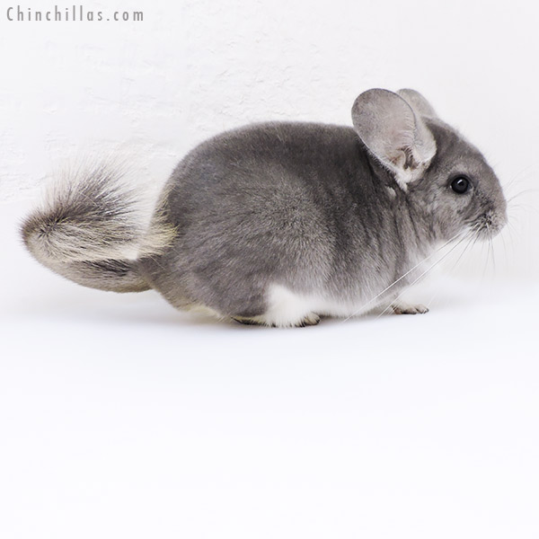 Chinchilla or related item offered for sale or export on Chinchillas.com - 19061 Show Quality Violet Female Chinchilla