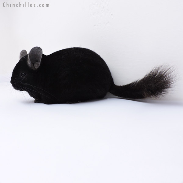 Chinchilla or related item offered for sale or export on Chinchillas.com - 19062 Premium Production Quality Ebony Female Chinchilla