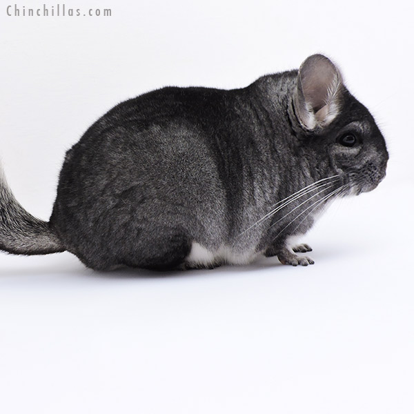 Chinchilla or related item offered for sale or export on Chinchillas.com - 19063 Blocky Standard Female Chinchilla