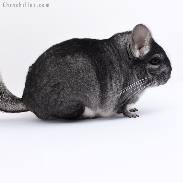 19063 Blocky Standard Female Chinchilla