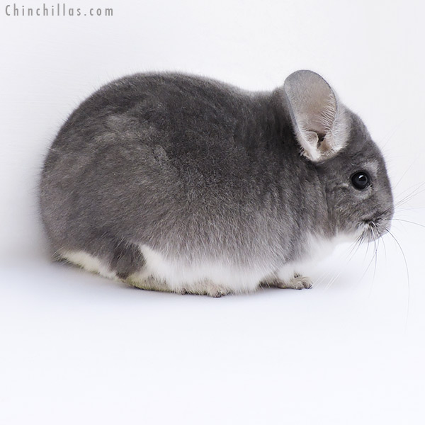 19044 Herd Improvement Quality Violet Male Chinchilla