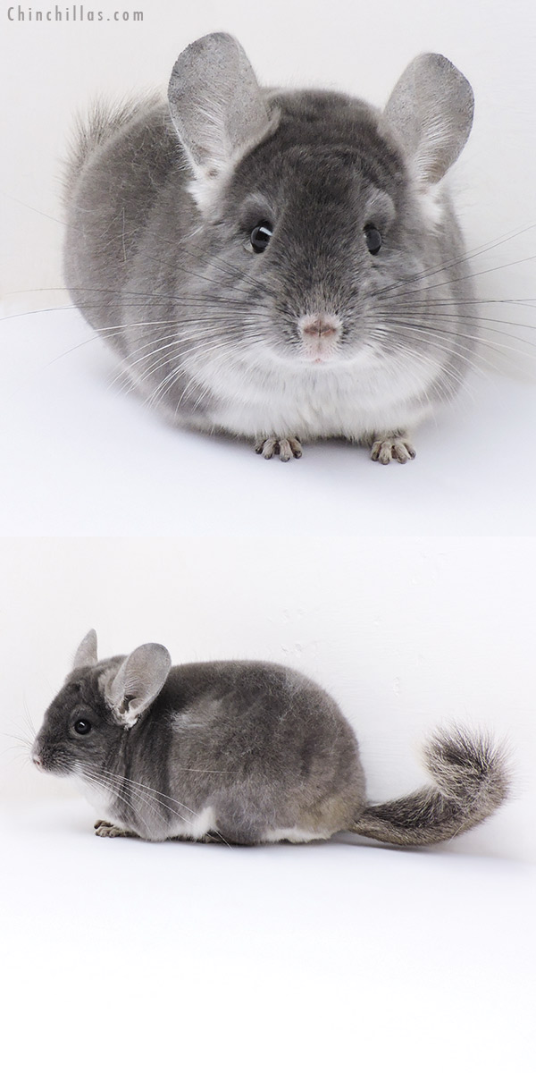 19045 Herd Improvement Quality TOV Violet Male Chinchilla