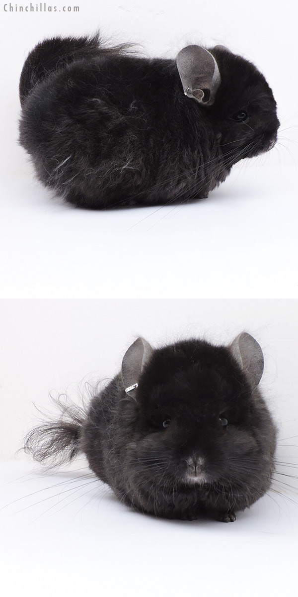 19046 Exceptional Ebony ( Locken Carrier ) G2  Royal Persian Angora Male Chinchilla