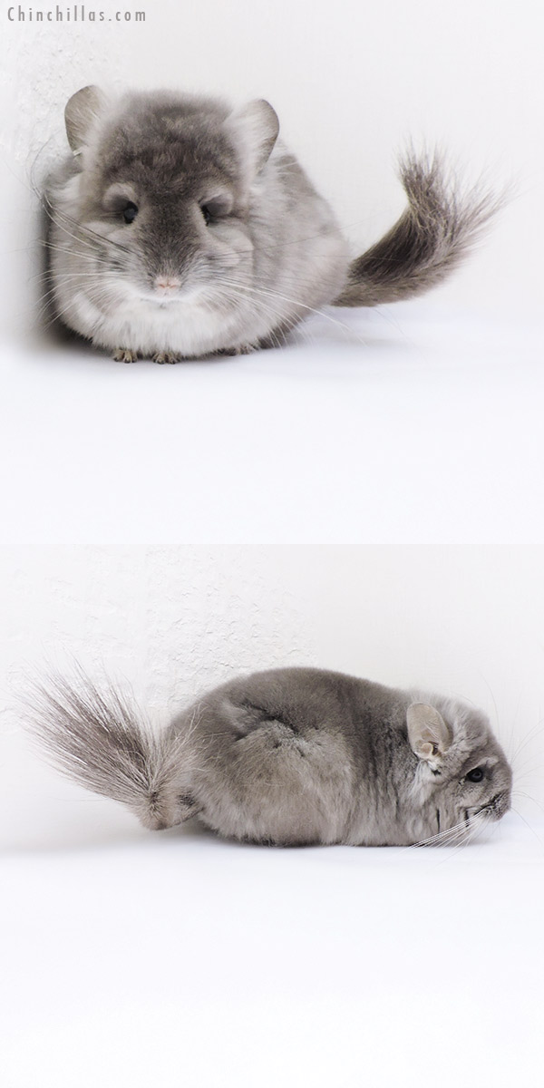 19047 Exceptional Violet  Royal Persian Angora Male Chinchilla