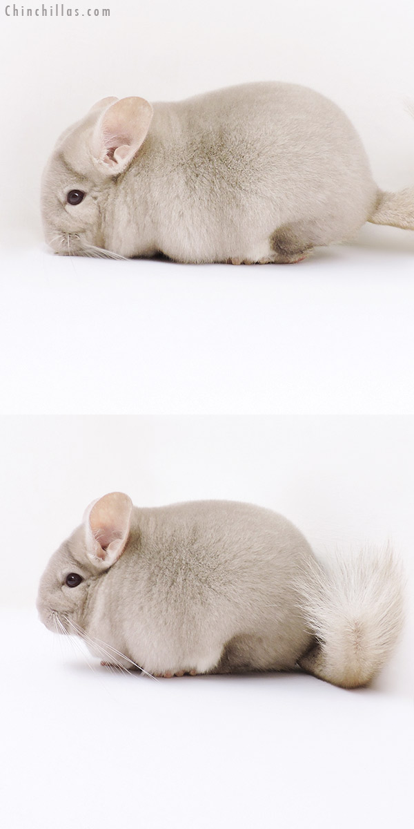 19050 Blocky Show Quality Homo Beige Male Chinchilla