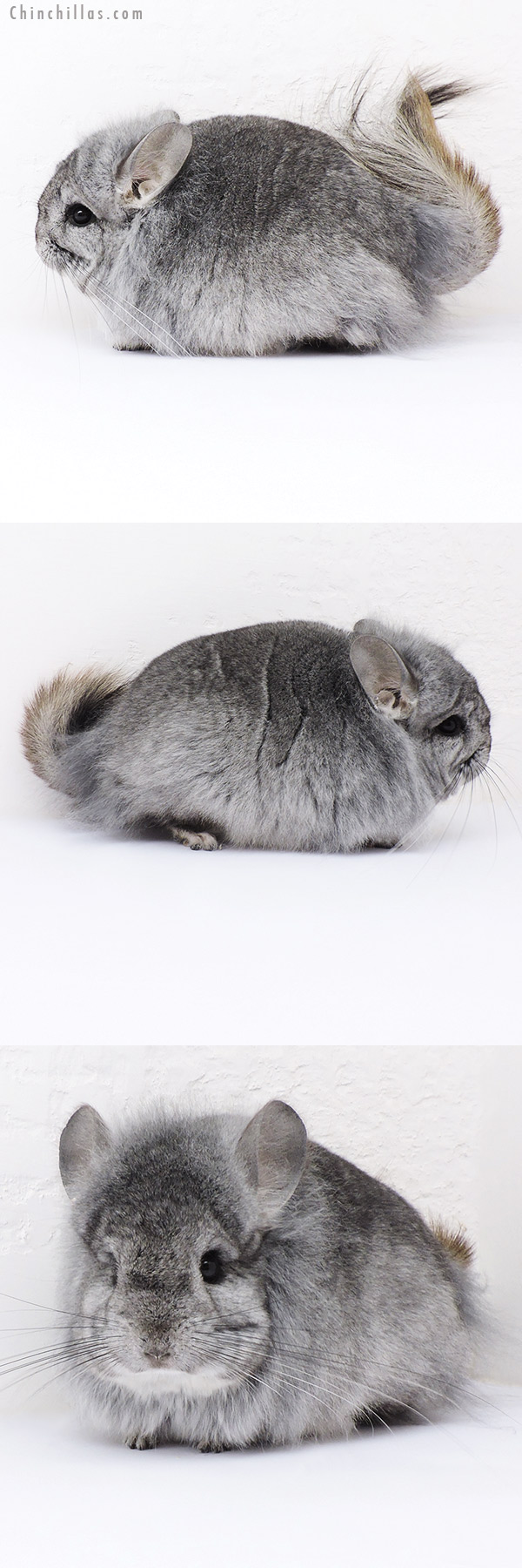 Chinchilla or related item offered for sale or export on Chinchillas.com - 19051 Exceptional Standard G2  Royal Persian Angora Male Chinchilla