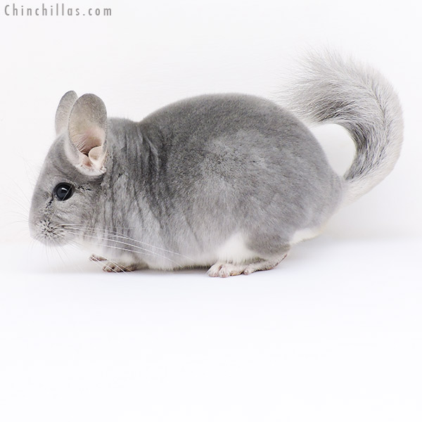 19052 Show Quality Blue Diamond Male Chinchilla