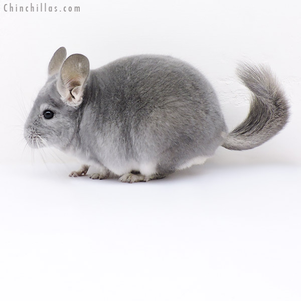 19053 Show Quality Blue Diamond Male Chinchilla