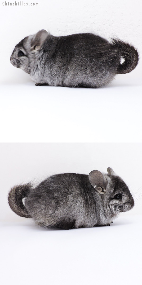 Chinchilla or related item offered for sale or export on Chinchillas.com - 19064 Ebony ( Locken Carrier )  Royal Persian Angora Female Chinchilla