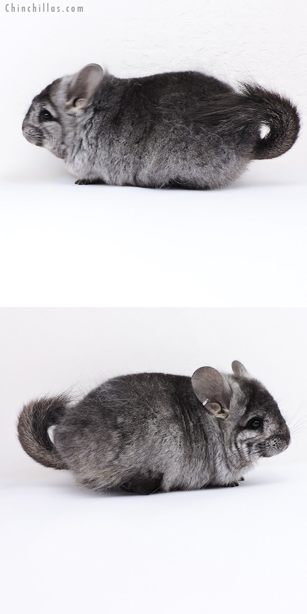 19064 Ebony ( Locken Carrier )  Royal Persian Angora Female Chinchilla