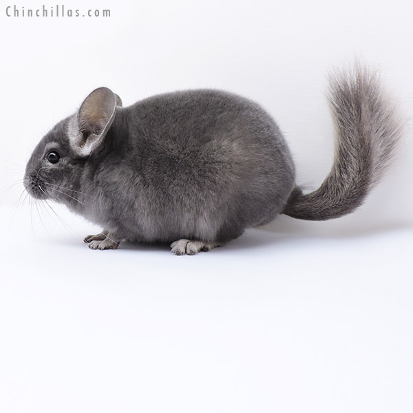 Chinchilla or related item offered for sale or export on Chinchillas.com - 19075 Show Quality Wrap Around Violet Male Chinchilla