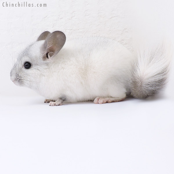 Chinchilla or related item offered for sale or export on Chinchillas.com - 19076 Show Quality White Mosaic ( Sapphire Carrier ) Male Chinchilla