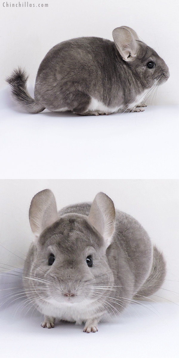 19082 Show Quality Violet Female Chinchilla