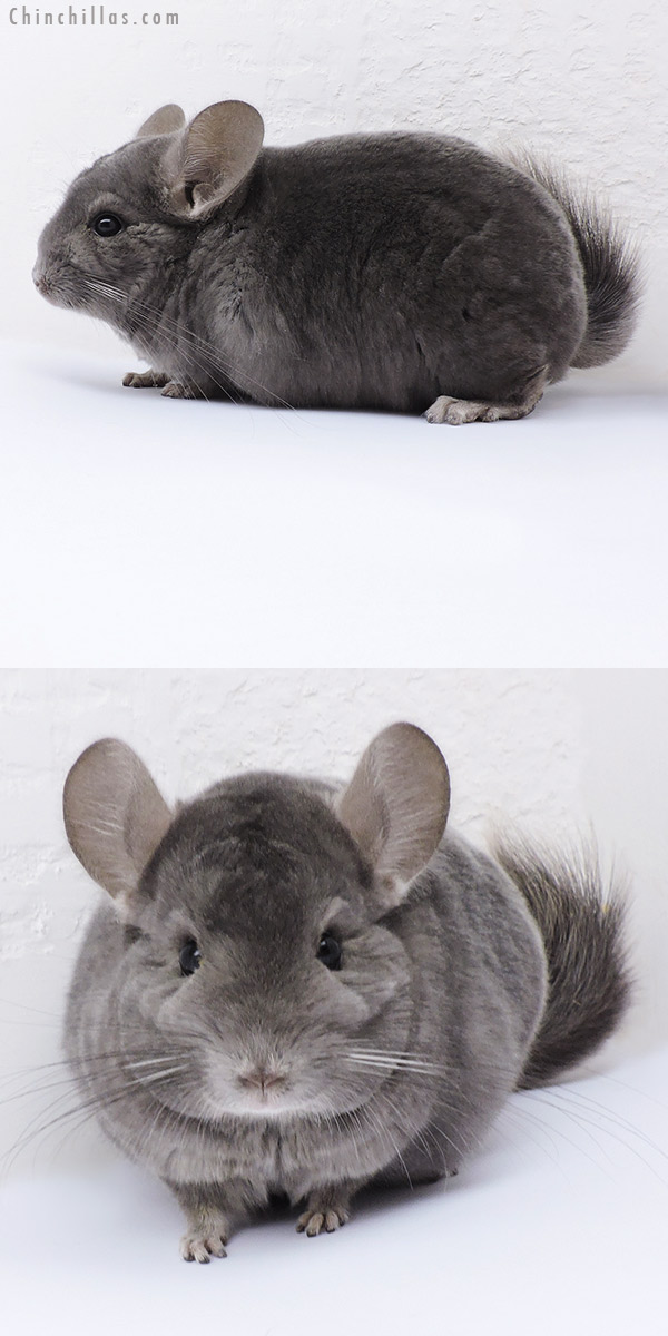 19083 Show Quality Wrap Around Violet Male Chinchilla