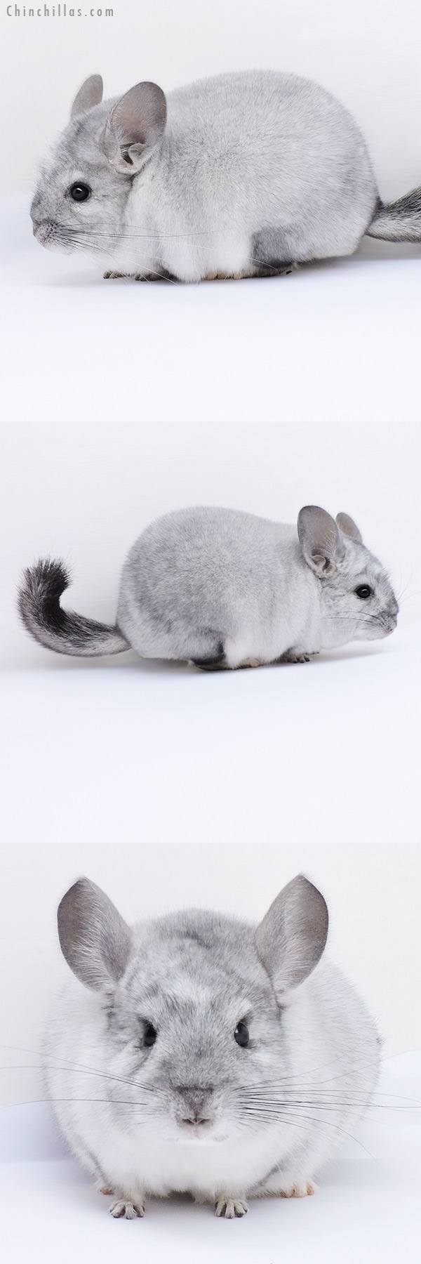 19084 Show Quality Silver Male Chinchilla