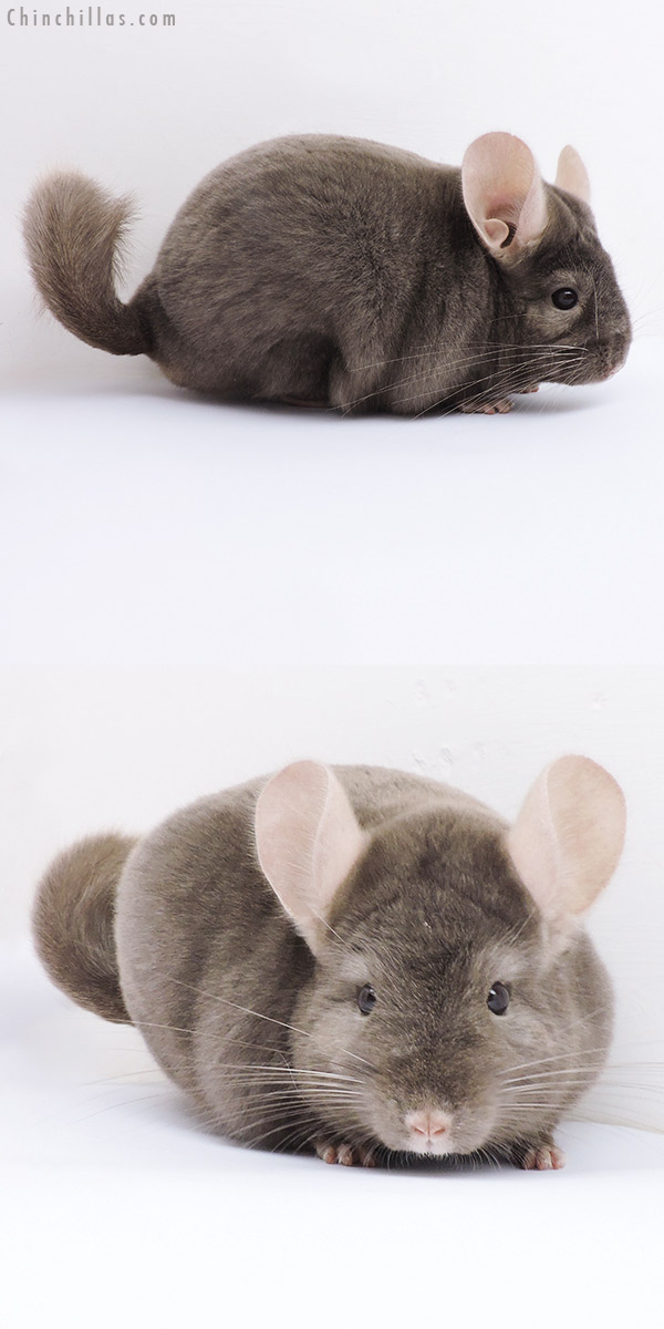 19086 Show Quality Tan Female Chinchilla