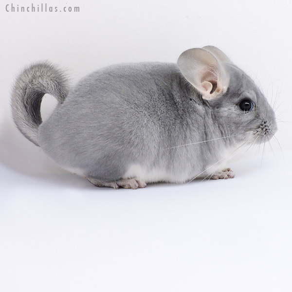 19087 Show Quality Blue Diamond Female Chinchilla