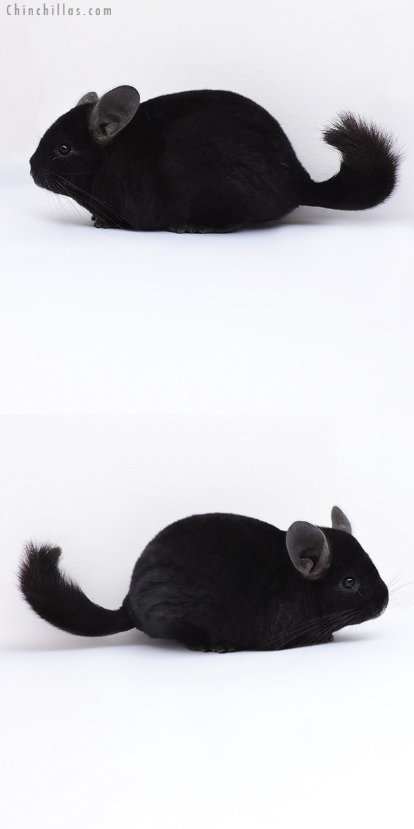 Chinchilla or related item offered for sale or export on Chinchillas.com - 19090 Show Quality Ebony Female Chinchilla