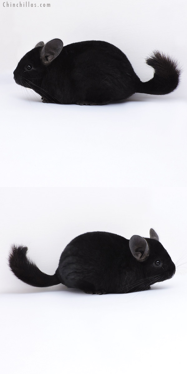 19090 Show Quality Ebony Female Chinchilla