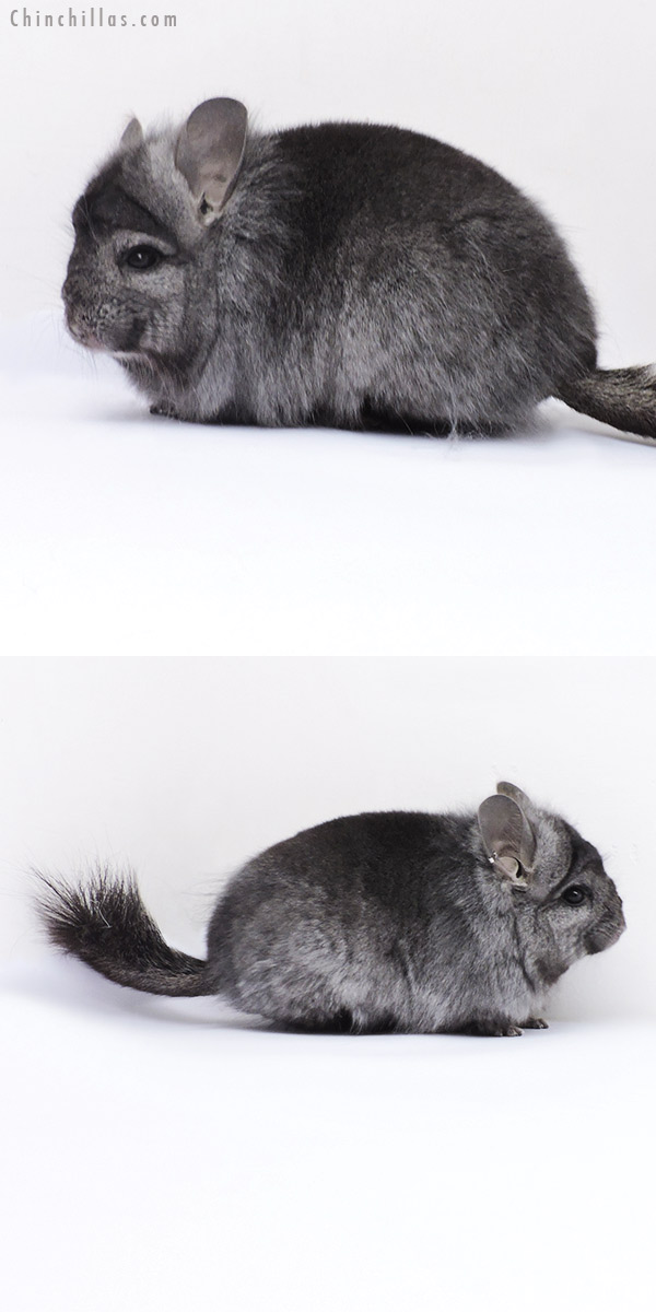 19091 Ebony Royal Persian Angora Female Chinchilla with Lion Mane