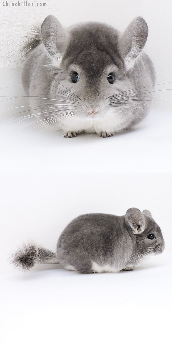 19106 Herd Improvement Quality Violet Male Chinchilla