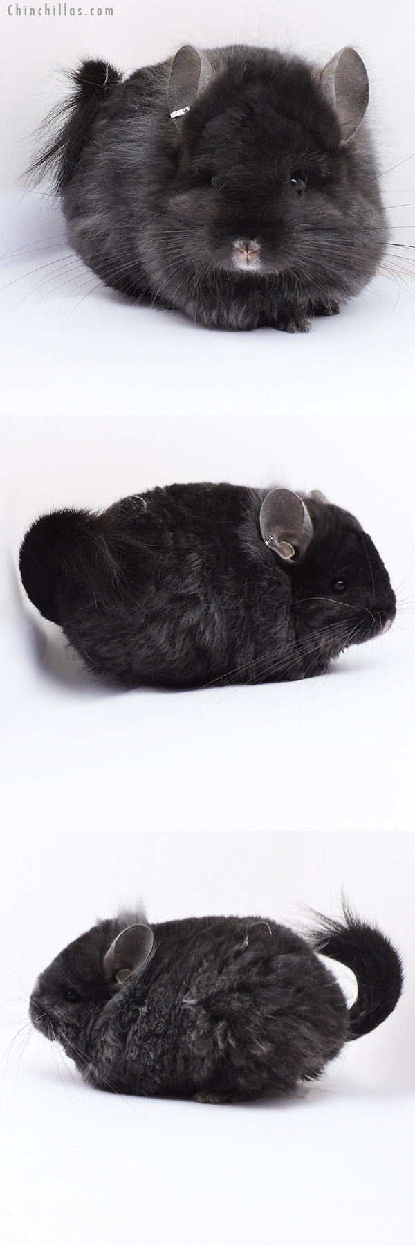 19065 Exceptional Ebony Quasi Locken G2  Royal Persian Angora Female Chinchilla with Lion Mane