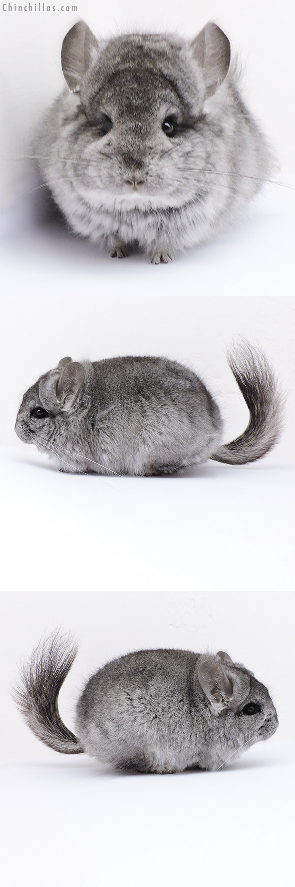 19066 Exceptional Blocky Mini Standard  Royal Persian Angora Female Chinchilla