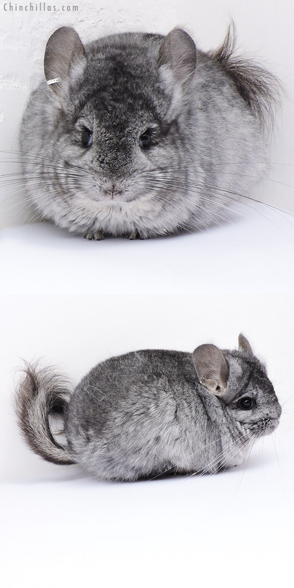 19067 Standard ( Locken & Ebony Carrier )  Royal Persian Angora Female Chinchilla