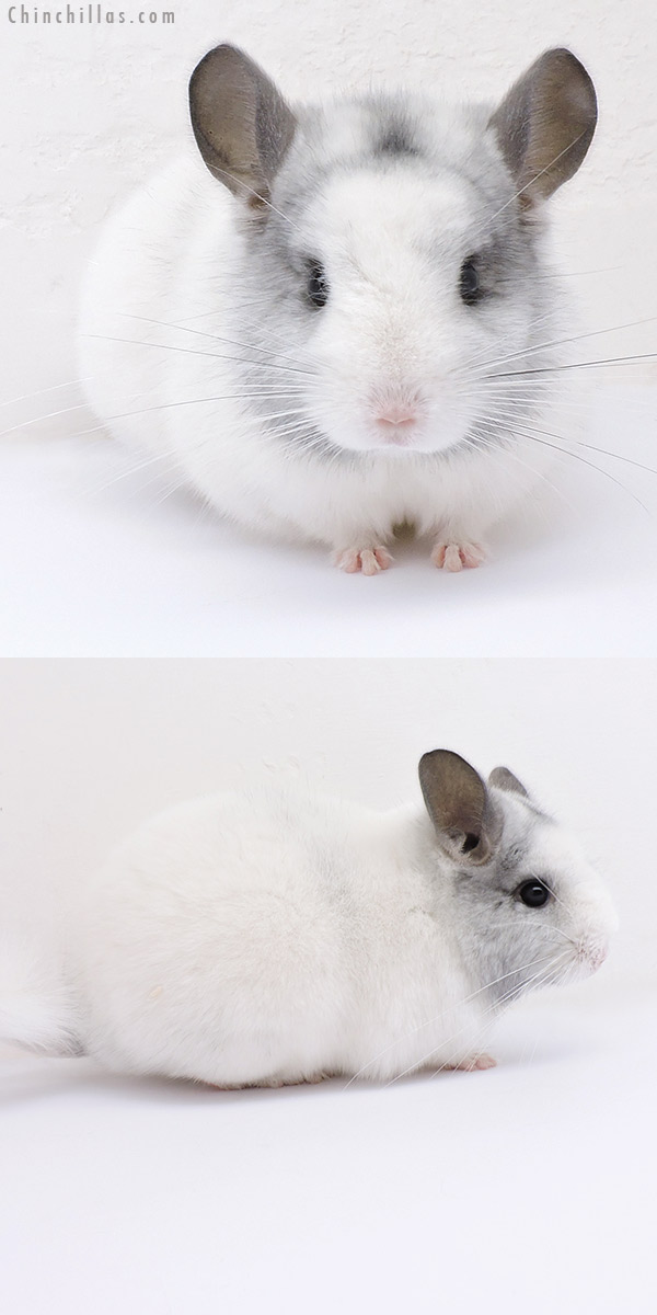 Chinchilla or related item offered for sale or export on Chinchillas.com - 19069 Show Quality White Mosaic Female Chinchilla