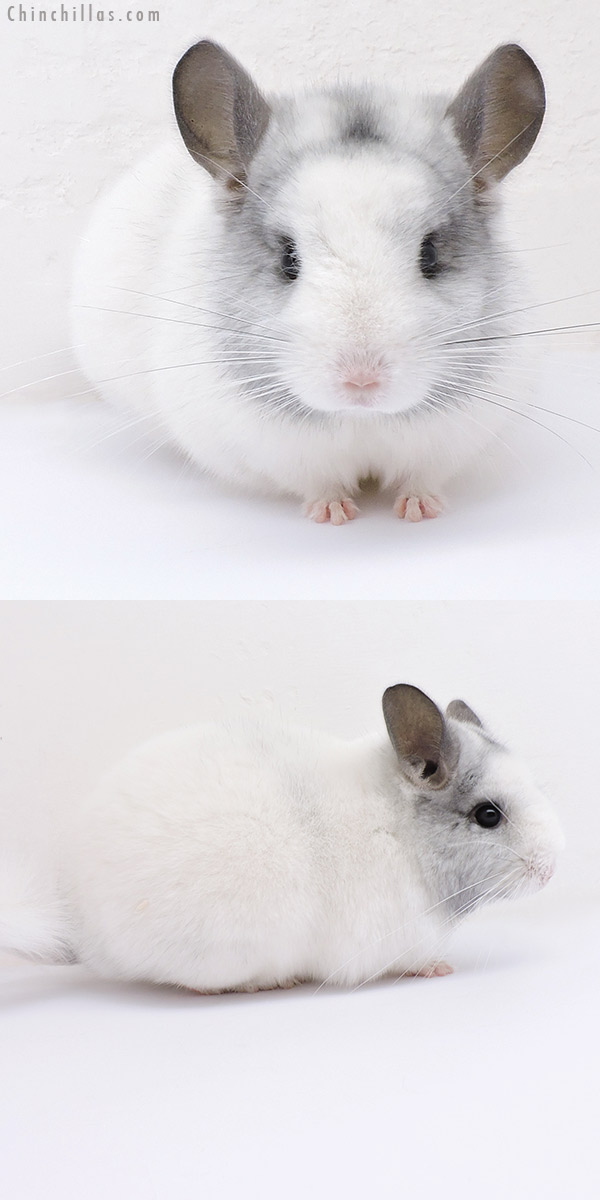 19069 Show Quality White Mosaic Female Chinchilla