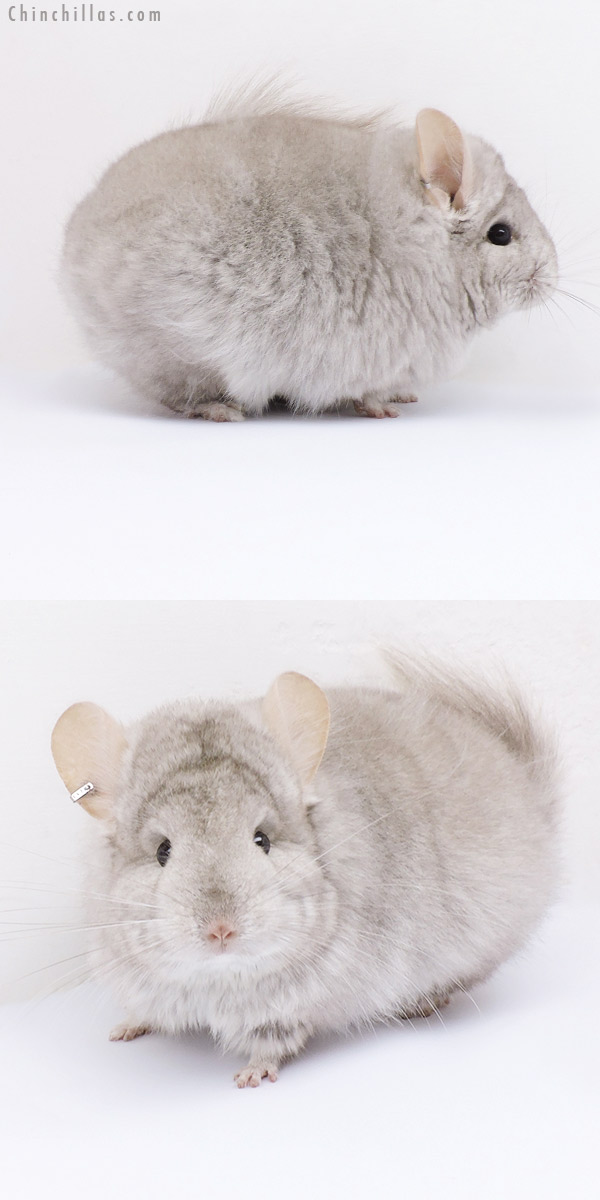 19073 Beige ( Ebony Carrier )  Royal Persian Angora Female Chinchilla