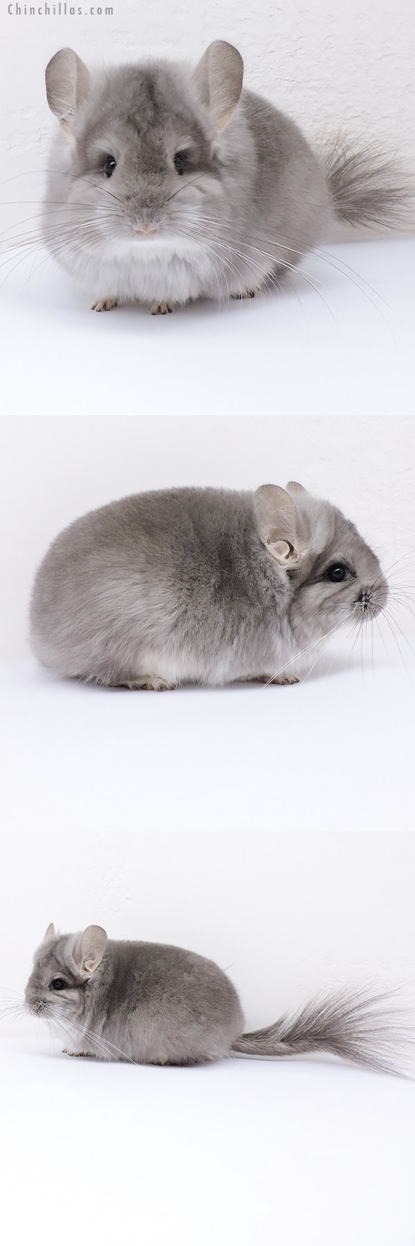 19071 Exceptional Violet  Royal Persian Angora Female Chinchilla