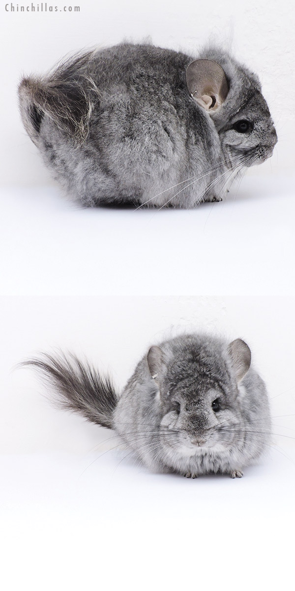 19068 Exceptional Standard ( Sapphire Carrier )  Royal Persian Angora Female Chinchilla