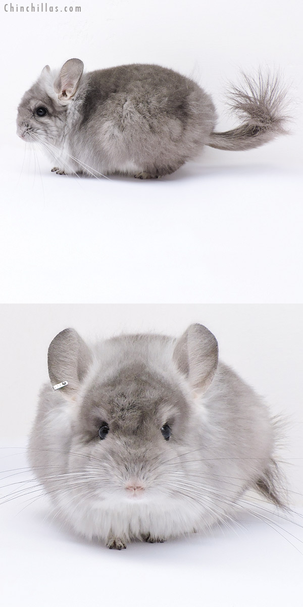 19070 Violet  Royal Persian Angora Female Chinchilla