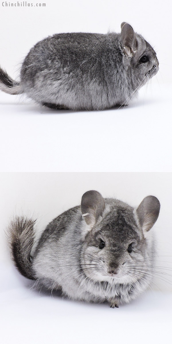 19072 Blocky Standard  Royal Persian Angora Female Chinchilla