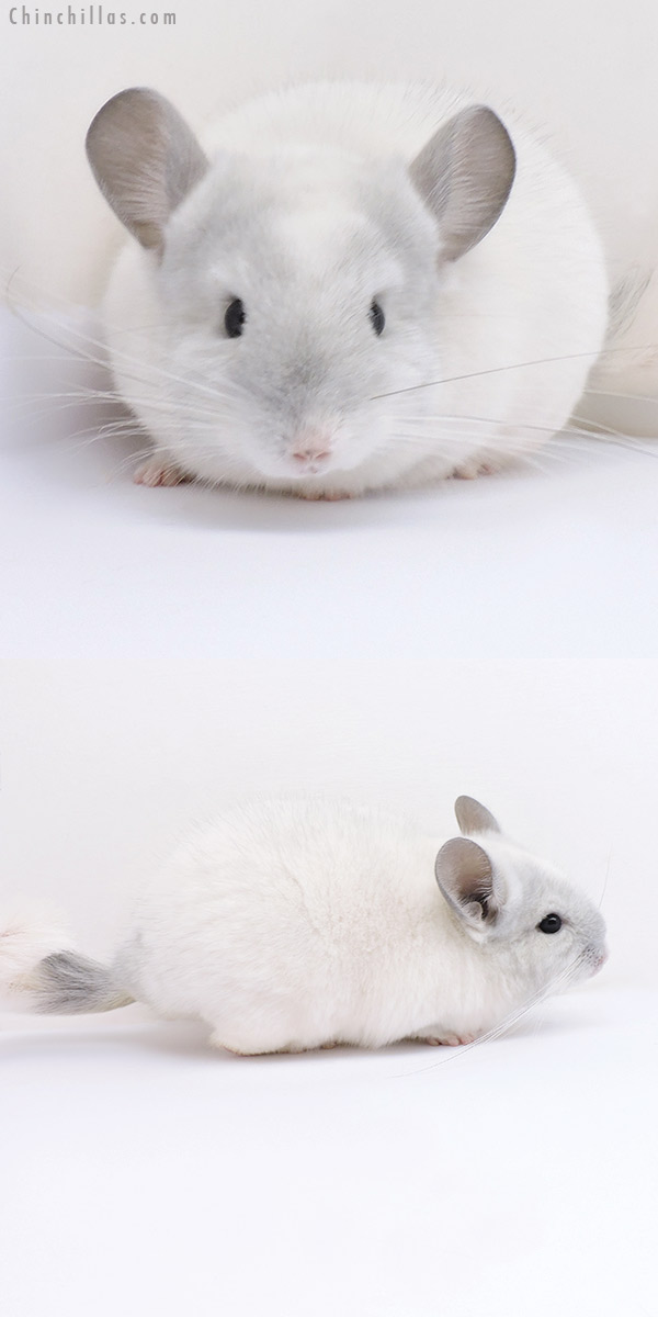 19077 Top Show Quality Violet & White Mosaic Male Chinchilla