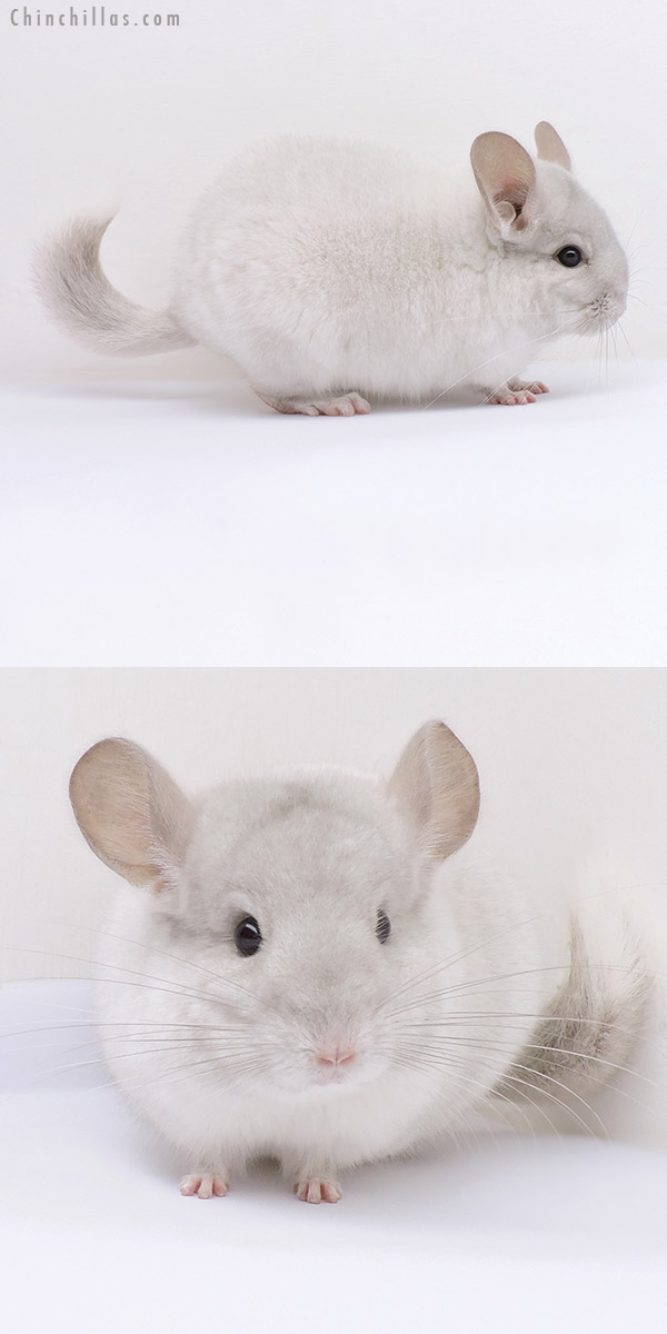 19078 Show Quality Pink White Female Chinchilla