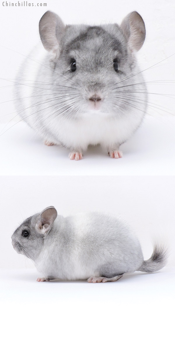 Chinchilla or related item offered for sale or export on Chinchillas.com - 19079 Blocky Show Quality White Mosaic Female Chinchilla