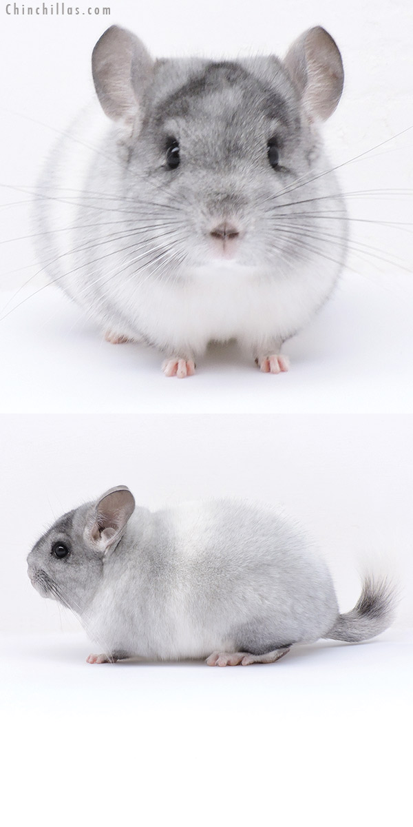 19079 Blocky Show Quality White Mosaic Female Chinchilla