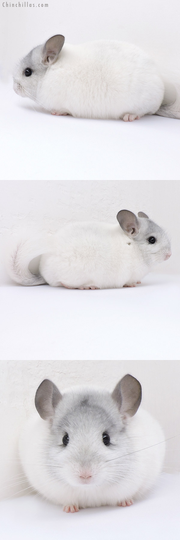 19080 Show Quality White Mosaic Female Chinchilla