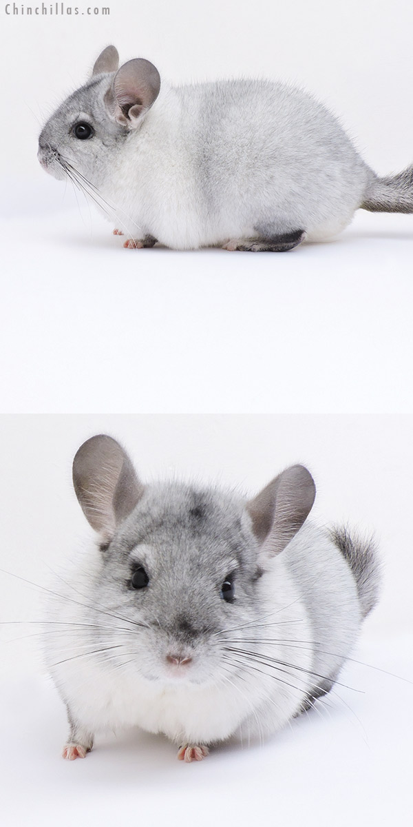 19085 Blocky Herd Improvement Quality Unique White Mosaic Male Chinchilla