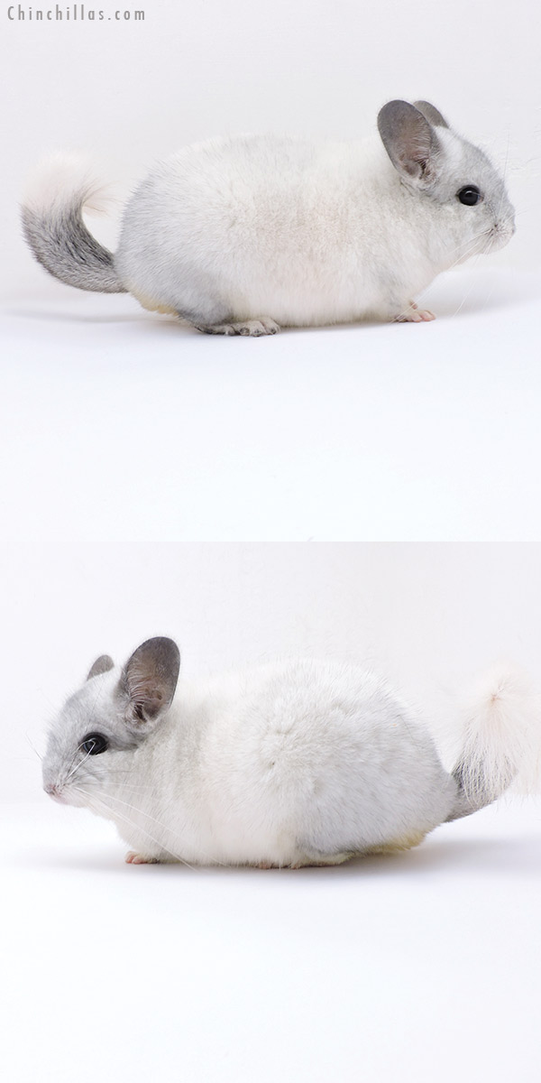 19088 Premium Production Quality White Mosaic Female Chinchilla