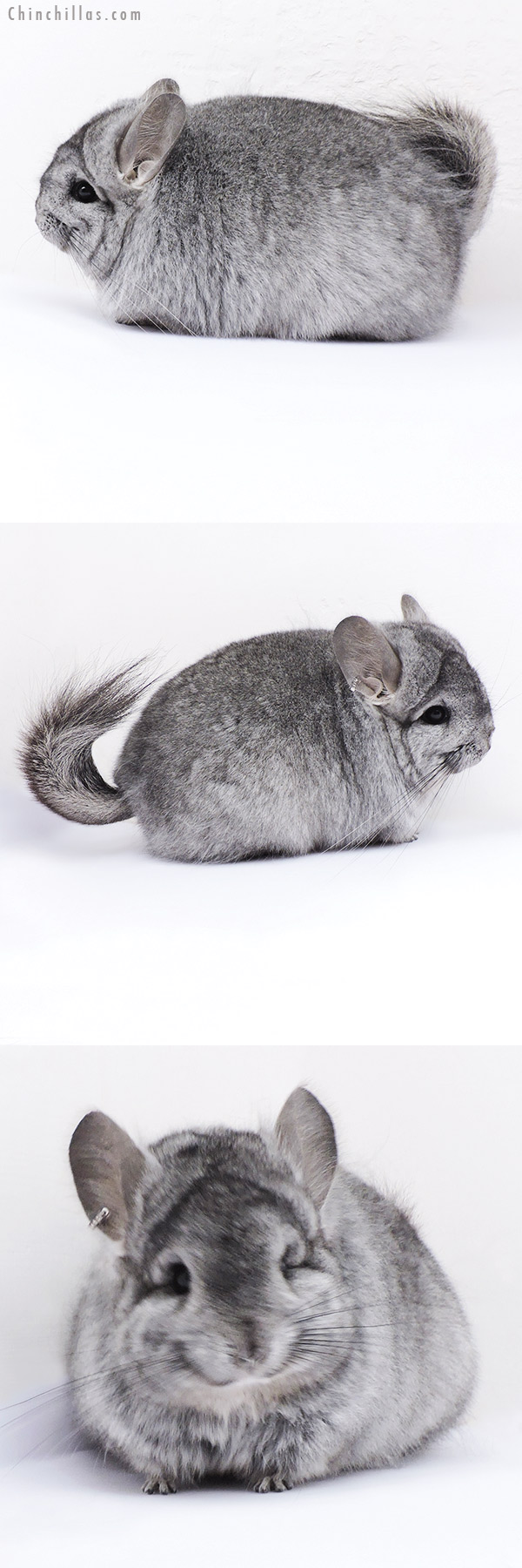 Chinchilla or related item offered for sale or export on Chinchillas.com - 19092 Blocky Standard ( Ebony & Locken Carrier )  Royal Persian Angora Female Chinchilla