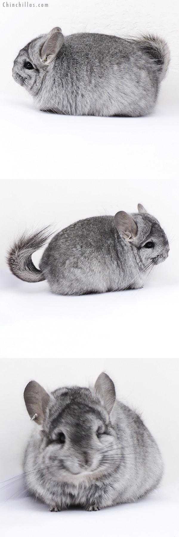 19092 Blocky Standard ( Ebony & Locken Carrier )  Royal Persian Angora Female Chinchilla