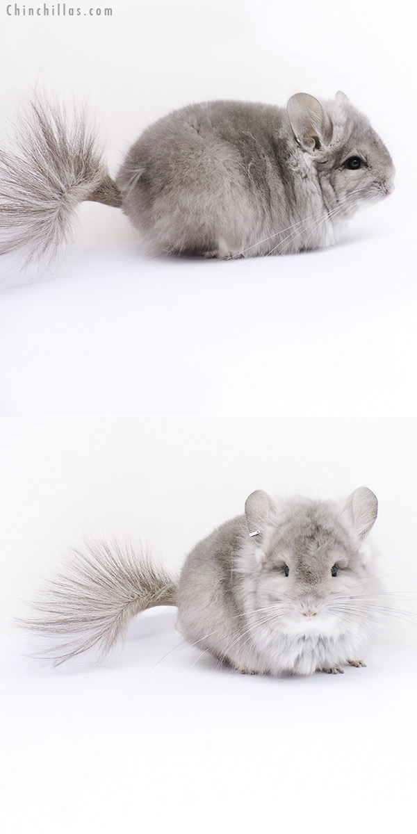 Chinchilla or related item offered for sale or export on Chinchillas.com - 19093 Exceptional Violet  Royal Persian Angora Female Chinchilla