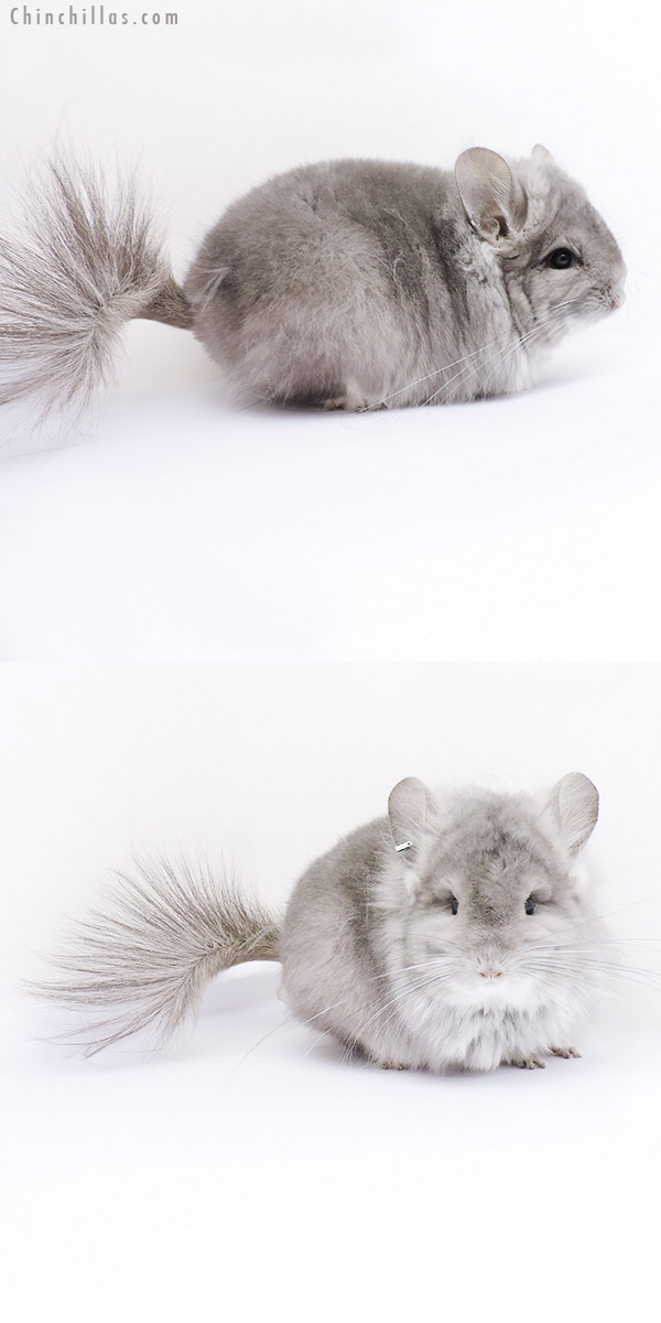 19093 Exceptional Violet  Royal Persian Angora Female Chinchilla