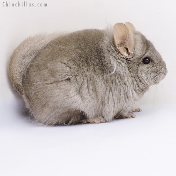 19098 Light Tan ( Locken Carrier )  Royal Persian Angora Female Chinchilla with Lion Mane