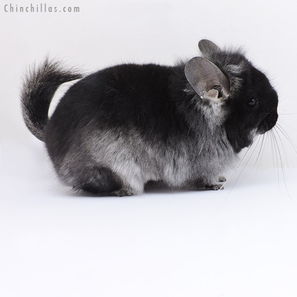 19094 Brevi Type Black Velvet  Royal Persian Angora Female Chinchilla with Ear Tufts